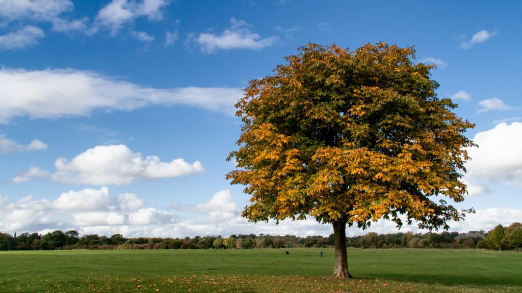 Tree for charity endowment investment