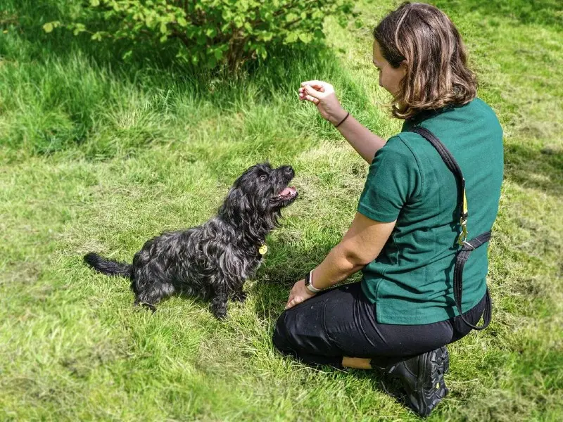 donor engagement for dogs trust